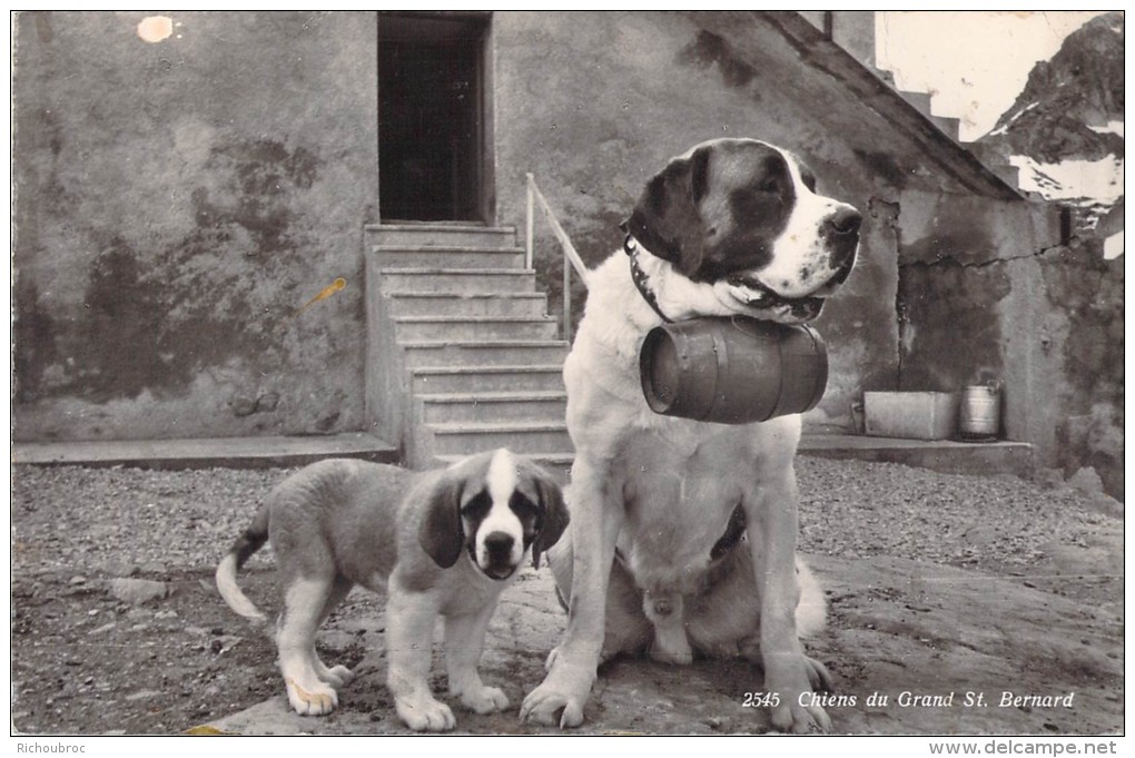 CHIENS DU GRAND SAINT BERNARD - Dogs