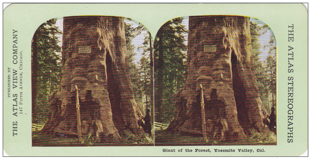 SV: Giant [tree] Of The Forest , Yosemite Valley , California, 1890s - Yosemite