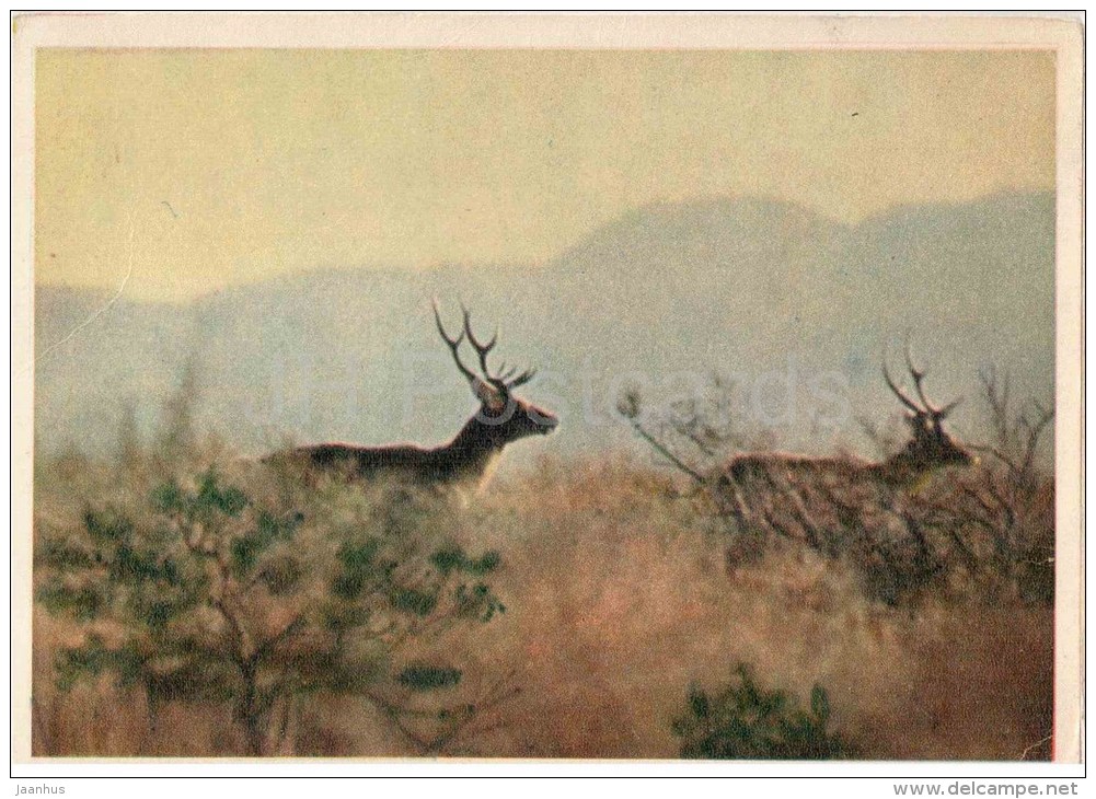 Bactrian Deer - Cervus Elaphus Bactrianus - 1958 - Tajikistan USSR - Unused - Tadjikistan