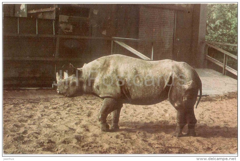 Rhinoceros - Leningrad Zoo - 1968 - Russia USSR - Unused - Rhinoceros