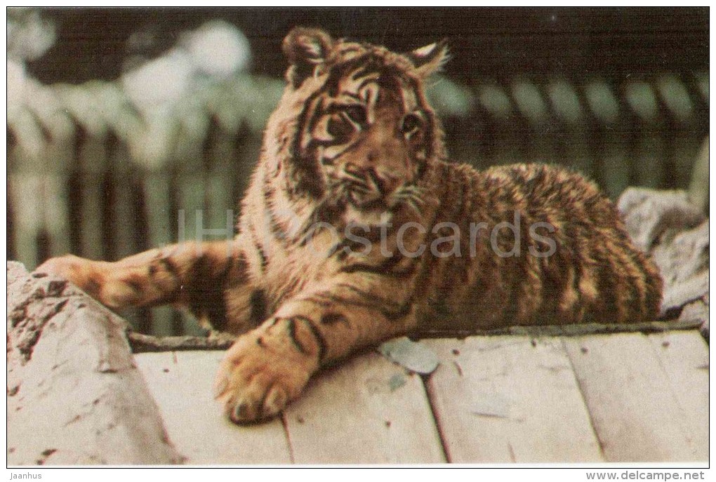 Tiger - Leningrad Zoo - 1968 - Russia USSR - Unused - Tiger