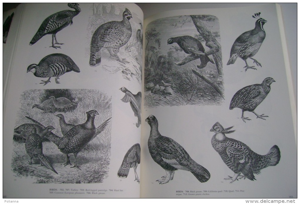M#0A23 Jim Harter ANIMALS Illustration Dover Publications Inc.Ed.1979/MAMMIFERI, UCCELLI, PESCI, INSETTI, ETC - Tiere