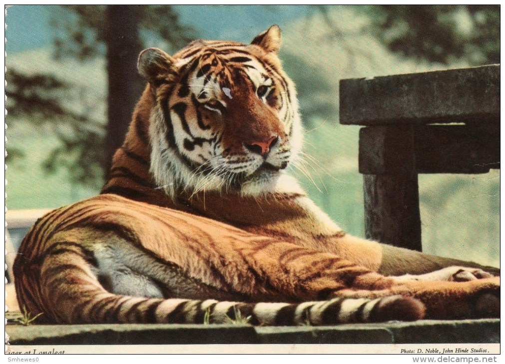 Postcard - Tiger At Longleat. 2EAT26 - Tigers