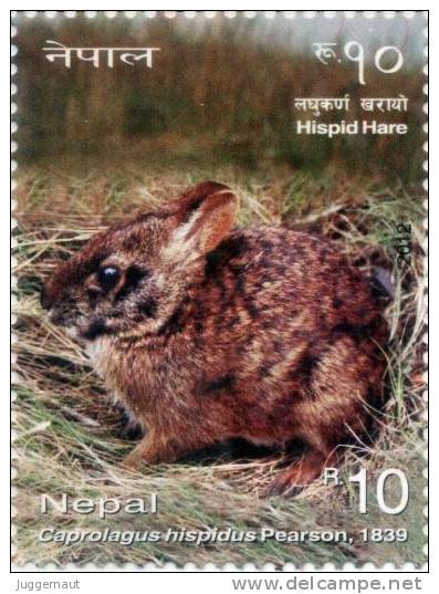 HISPID HARE MINT STAMP NEPAL 2012 MINT MNH - Lapins