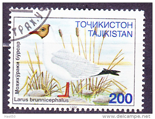 Tadschikistan Tajikistan Tadjikistan -  Braunkopfmöwe (Larus Brunnicephalus)  1996 - Gest. Used Obl. - Tadjikistan