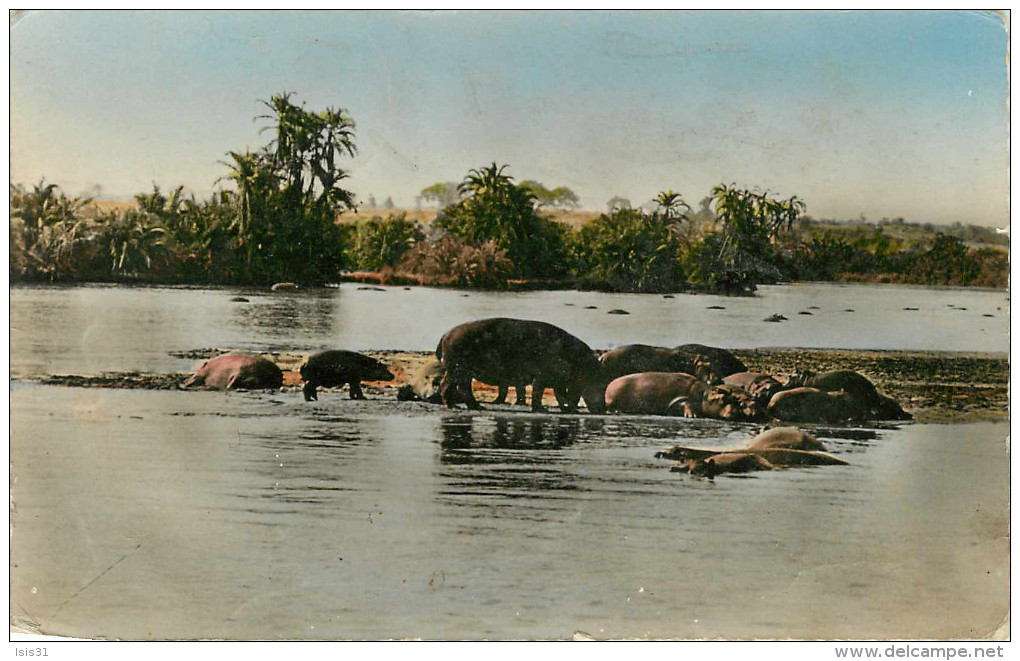 Animaux - Hippopotame - Faune Africaine - Hippopotames Au Bain - Semi Moderne Petit Format - état - Nijlpaarden