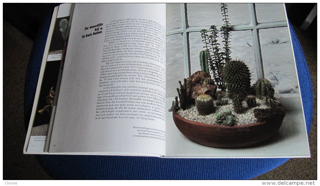 BOEK CACTUSSEN EN VETPLANTEN PHILIP PERL DE LANTAARN B512 - Andere & Zonder Classificatie