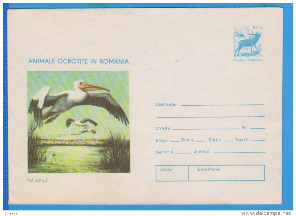 BIRD BIRDS PELICANS, POSTAL STATIONERY ROMANIA 1977 - Pelikanen