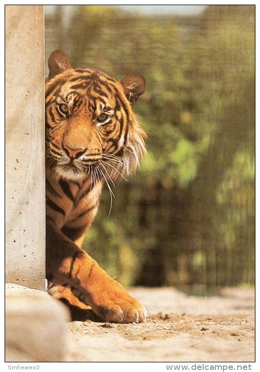 Postcard - Tiger At Stuttgart Zoo. 1145 - Tigers