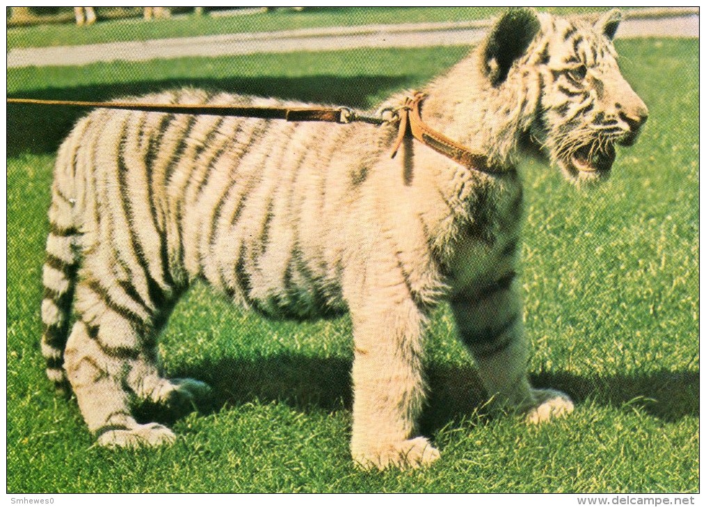 Postcard - White Tiger Cub At Bristol Zoo. Q2CU - Tigers