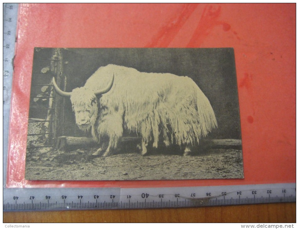 4 postcards & 8 chromos TIBET +gravures, lithos, album pages - Thibétan Ladak Lama Sven Hédin Lhassa Yak VERY GOOD litho