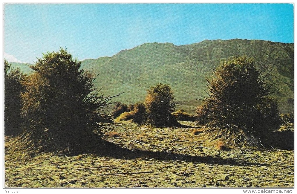 Devil's Cornfield, National Park Service. Photo Bill Dengler - Death Valley