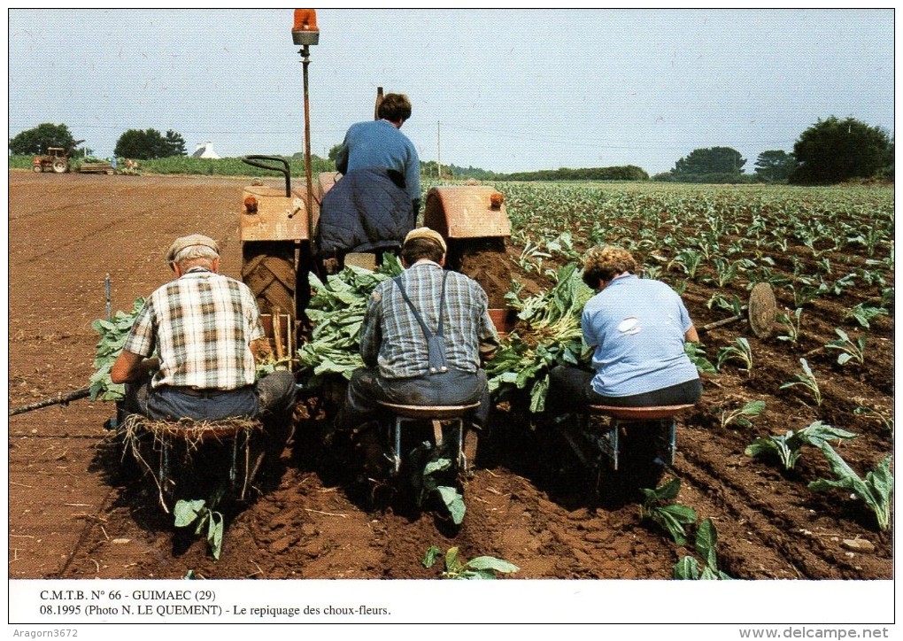 GUIMAEC 29, Le Repiquage Des Choux-fleurs, 08/1995 - 400ex - Cultures