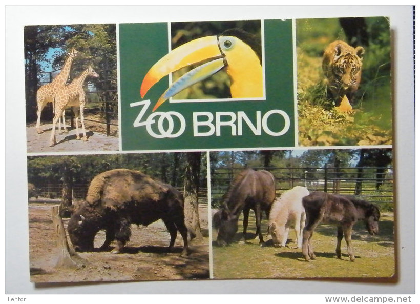 Kt 608 / ZOO Brno - Tchéquie