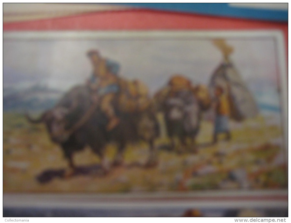 1 postcard YAK + 40 chromo lithos TIBET explorer etnic - Thibétan Dahlia Lama Sven Hédin Lhassa Yak VERY GOOD
