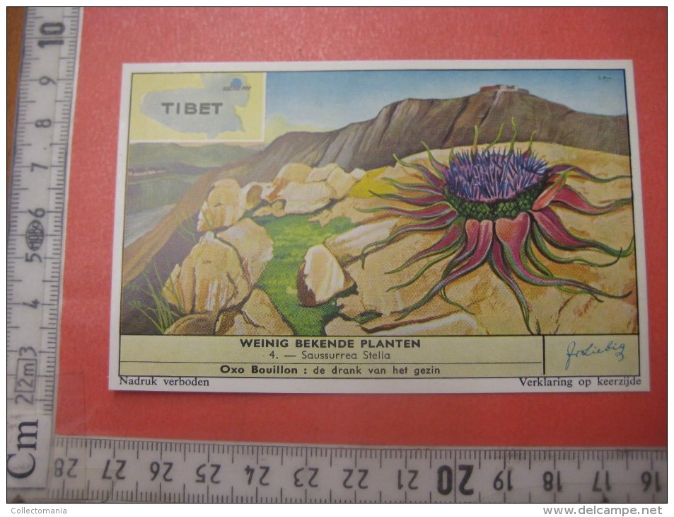 1 postcard YAK + 40 chromo lithos TIBET explorer etnic - Thibétan Dahlia Lama Sven Hédin Lhassa Yak VERY GOOD