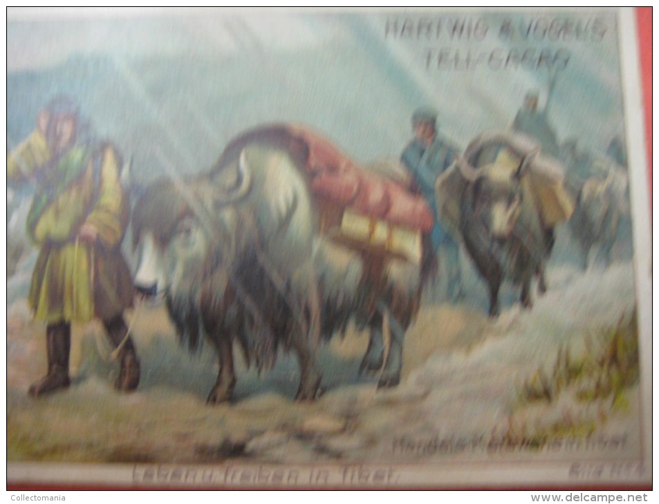 1 postcard YAK + 40 chromo lithos TIBET explorer etnic - Thibétan Dahlia Lama Sven Hédin Lhassa Yak VERY GOOD