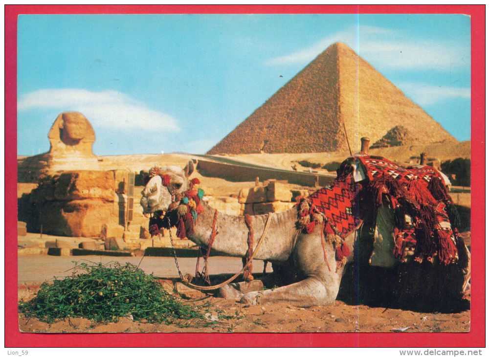 162697 / GIZA - CAMEL , GREAT SPHINX AND CHEOPS PYRAMID  - Egypt Egypte Agypten Egitto Egipto - Sfinge