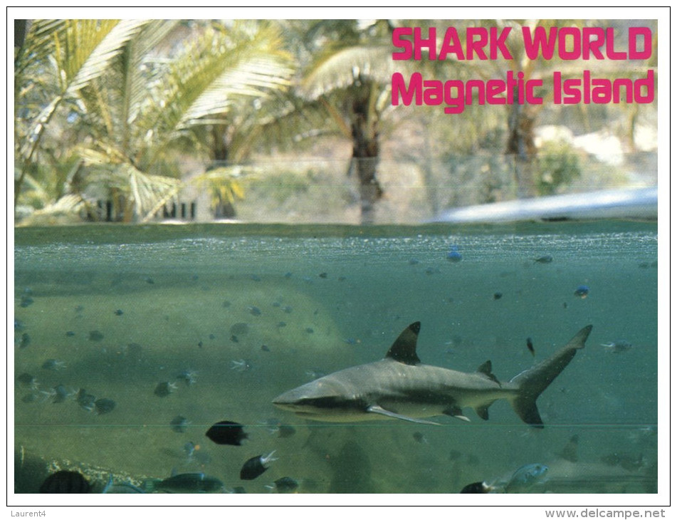 Foreman elegant kilometer Great Barrier Reef - (654) Australia - QLD - Shark World - Magnetic Island