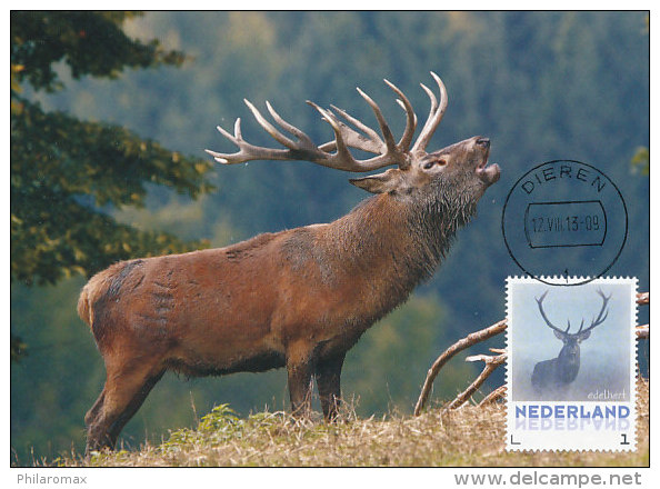 D19926 CARTE MAXIMUM CARD FD 2013 NETHERLANDS - DEER STAG CERF CP ORIGINAL - Gibier