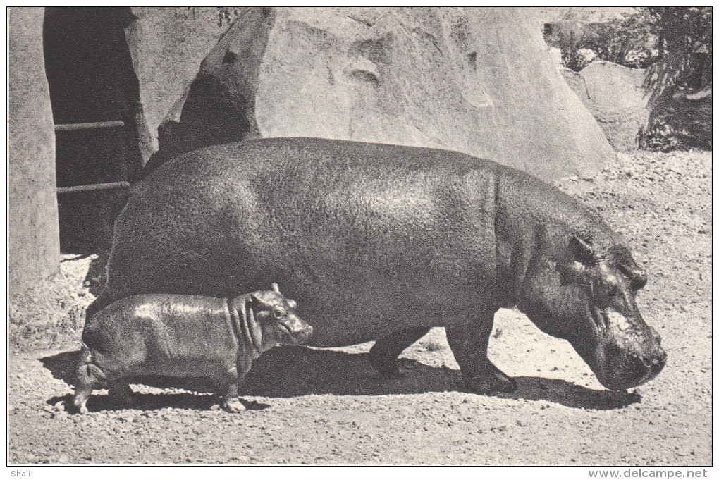 CP COMITE NATIONAL DE L´ ENFANCE HIPPOPOTAME ET SON PETIT - Hippopotamuses