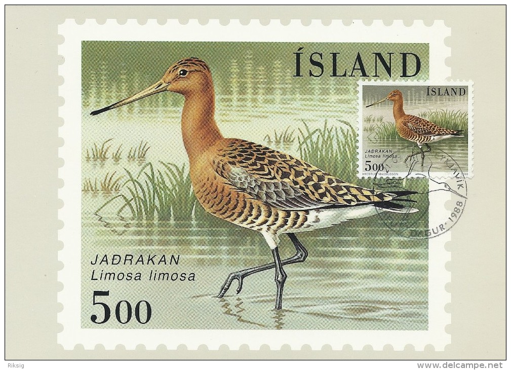 Limosa Limosa. Black-tailed Godwit. Uferschnepfe.  Iceland.  B-540 - Marine Web-footed Birds