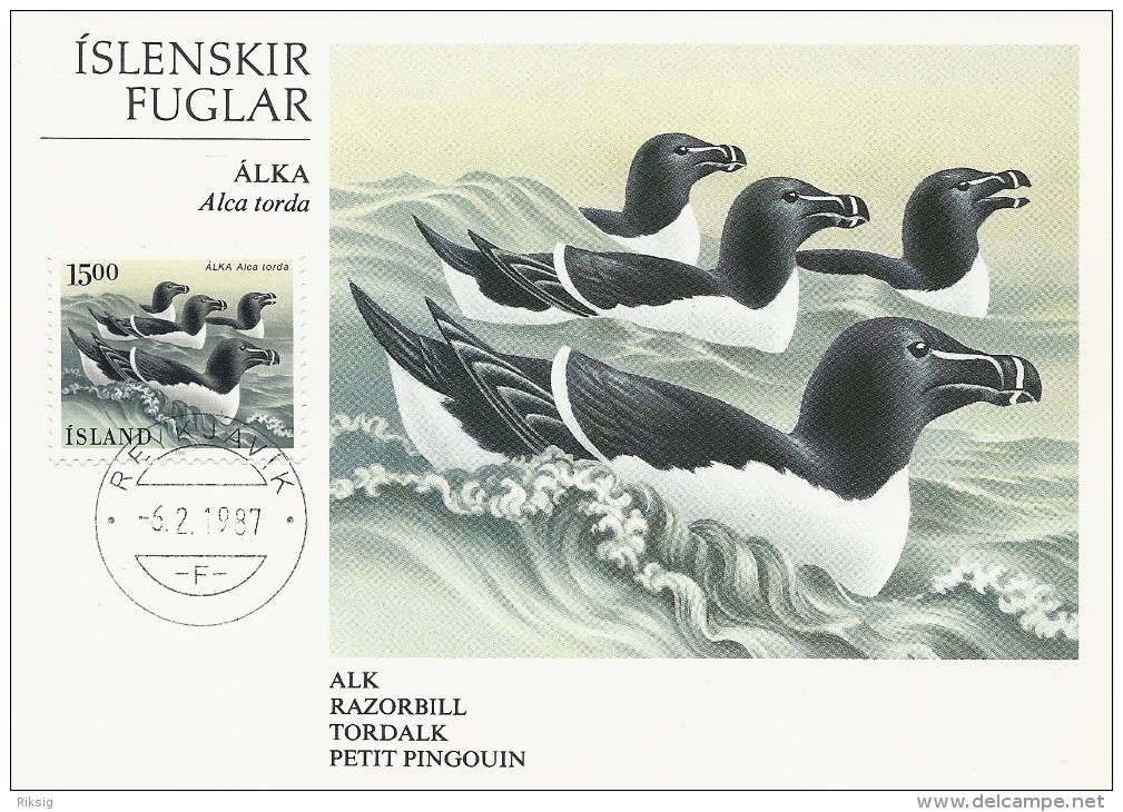 Alca Torda.  Razorbill - Alk - Tordalk - Petit Pingouin.   Iceland.  B-542 - Marine Web-footed Birds