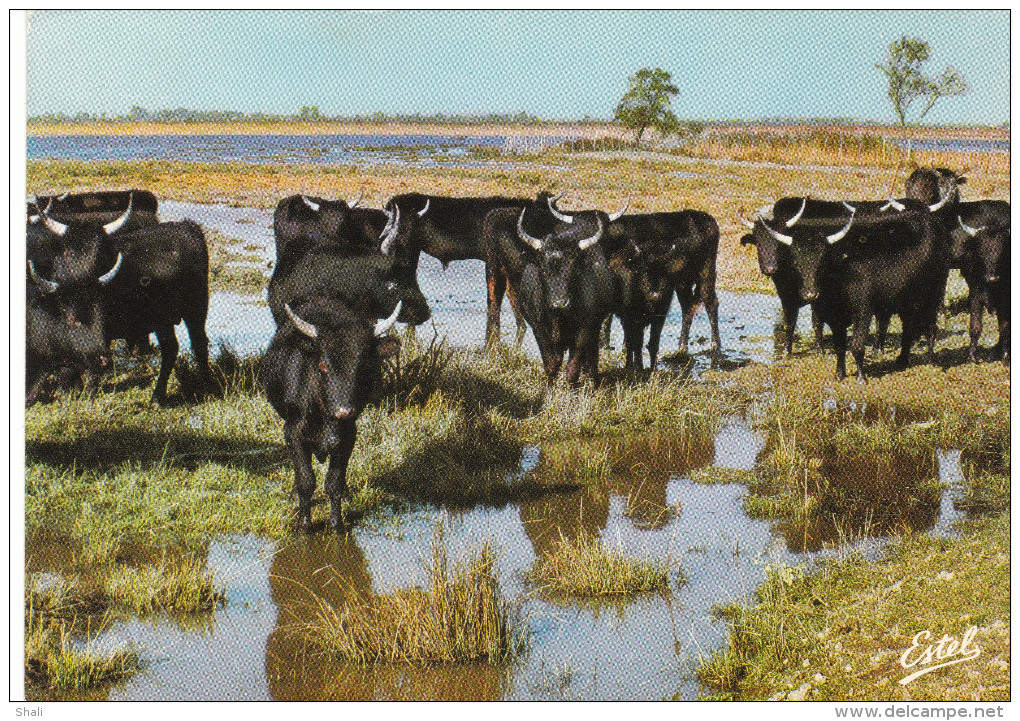 CPSM EN CAMARGUE  MANADE DE TAUREAUX DANS LES MARAIS - Autres & Non Classés