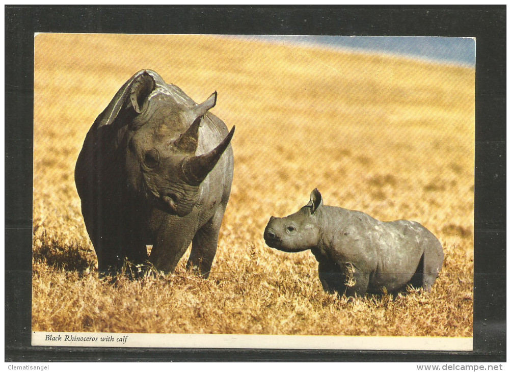 N* TANZANIA * BLACK RHINOCEROS WITH CALF  **!! - Rhinoceros