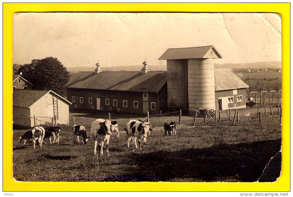 CARTE PHOTO FERME BOERDERIJ FARM BAUERNHOF FINCA GRANJA VACHE KOE COW KUH VACA MUCCA VACCA PAYSAN BOER FARMER BÄUR 3504 - Fermes