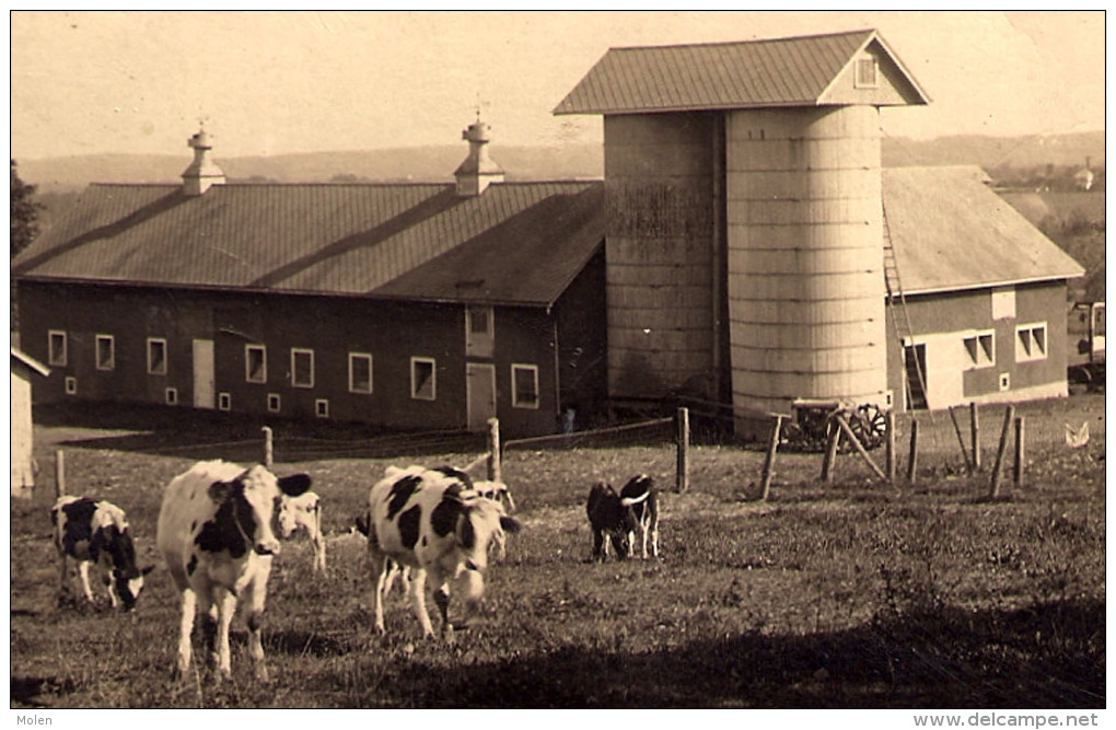 CARTE PHOTO FERME BOERDERIJ FARM BAUERNHOF FINCA GRANJA VACHE KOE COW KUH VACA MUCCA VACCA PAYSAN BOER FARMER BÄUR 3504 - Fermes