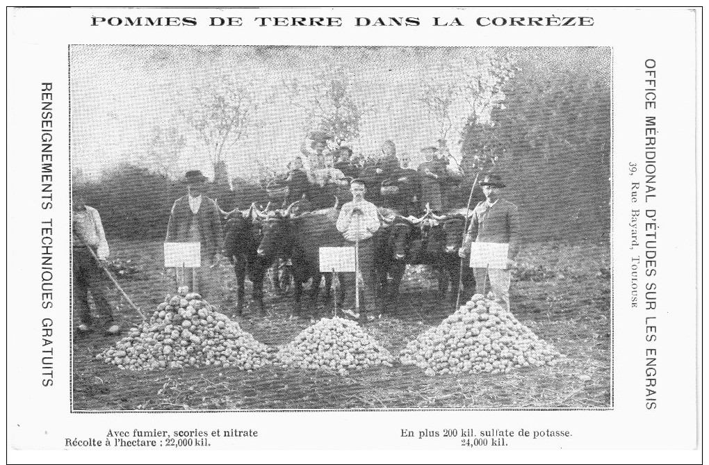 19-Corrèze-Pommes De Terre Dans La - Autres & Non Classés