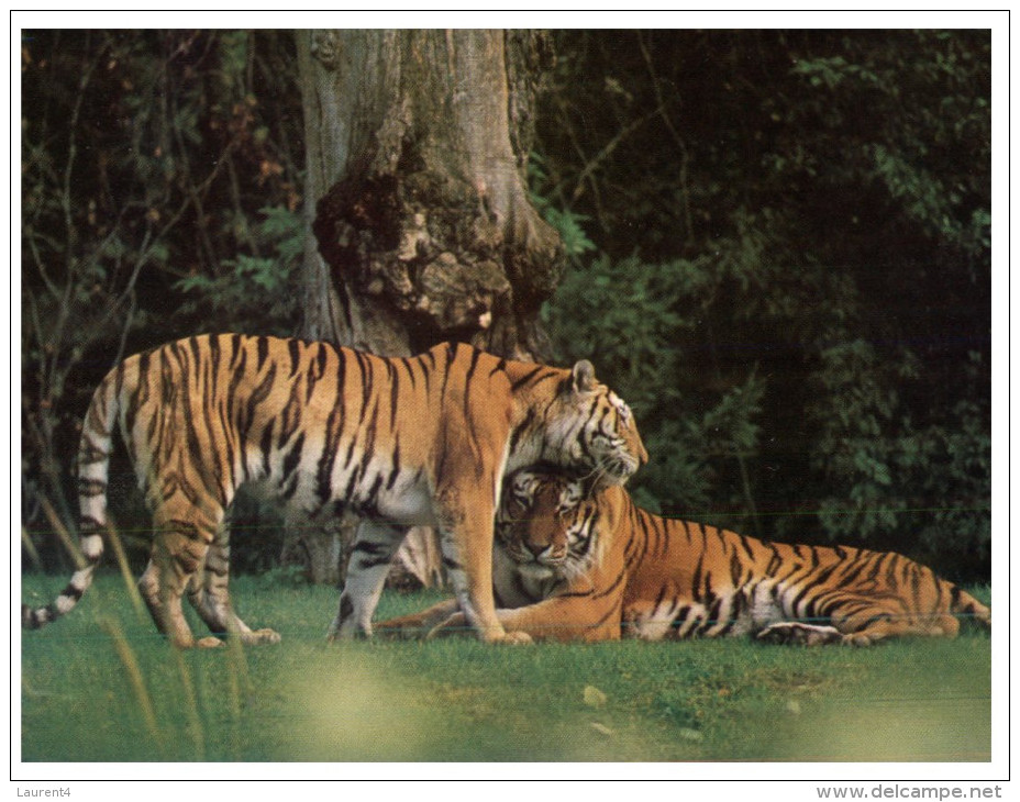(515) Tiger - Tigre - Tigers