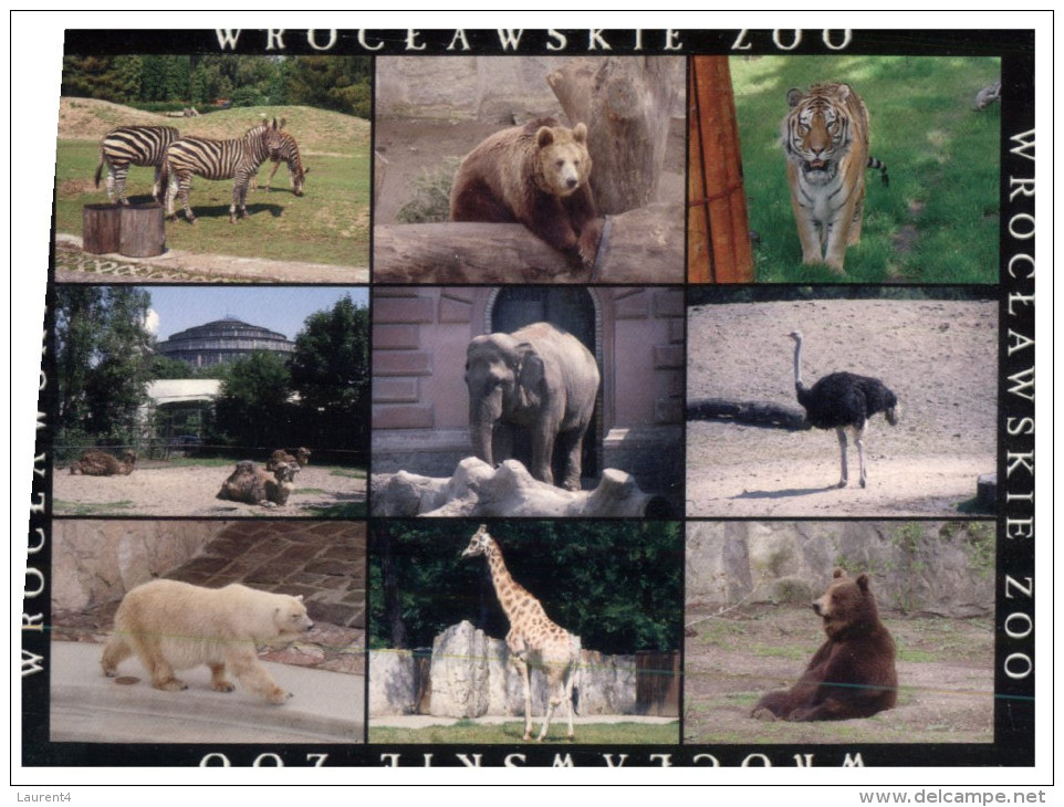 (515) Tiger - Elephant - Bear - Zebra - Giraffe Etc (Poland Zoo) - Tigres