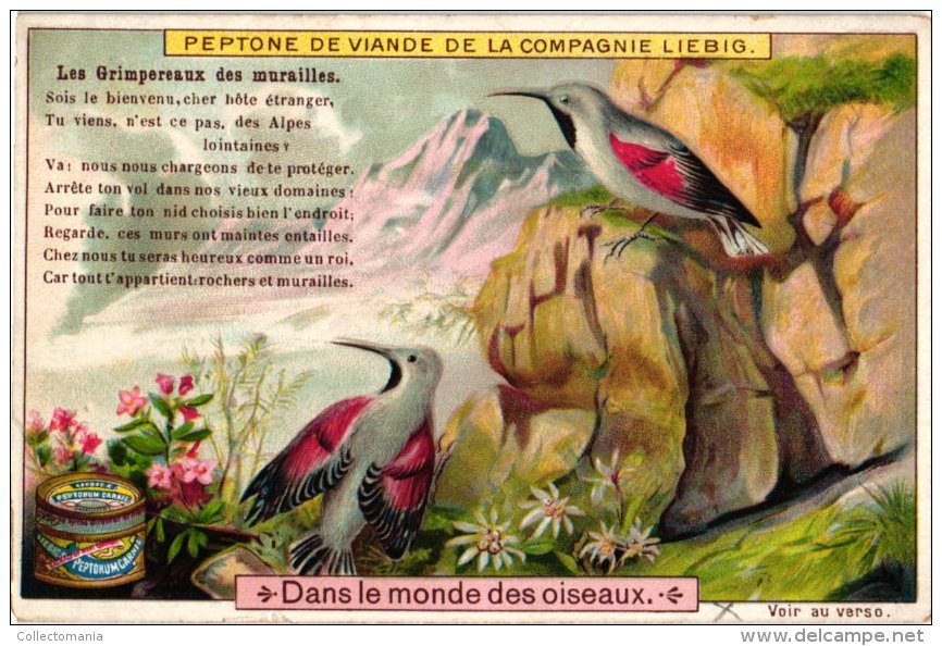 0651 Dans Le Monde Des Oiseaux LIEBIG Complete Set Alcyon, Merle  Doré, Huppe,  Bec Croisé,  Chardonneret, Grimpereaux - Liebig