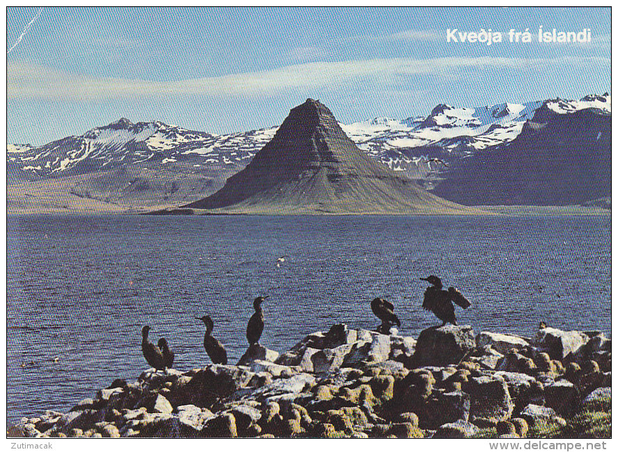 Iceland - Snaefellsnes Peninsula With Cormorants - Iceland