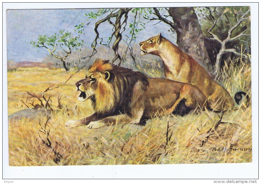 Lion Et Lionne , Illustrateur AD. Hoffmann , WB 7032 - Hoffmann, Ad.