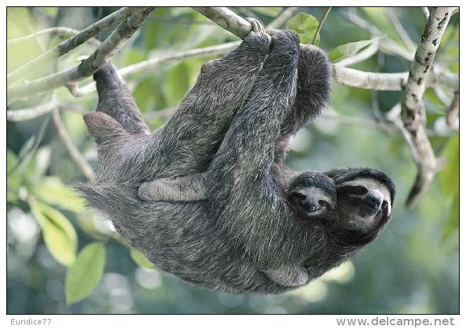 Endangered Species Collection - Postcard Three-Toed Sloths Of Panama - Otros & Sin Clasificación