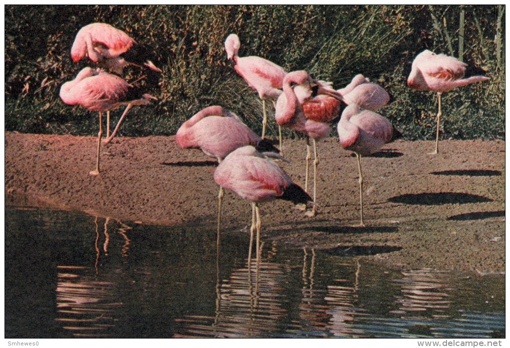 Postcard - Andean Flamingos At Wildlife Trust. SP1195 - Birds