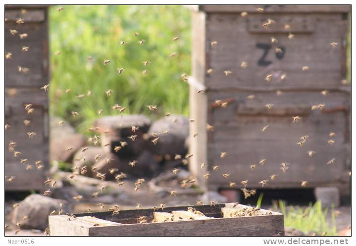 Honeybees Beekeeping Insect Bee , Postal Stationery -- Articles Postaux -- Postsache F     (A09-001) - Bienen