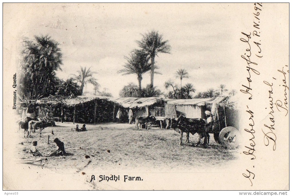 Ferme  SINDHI - Inde