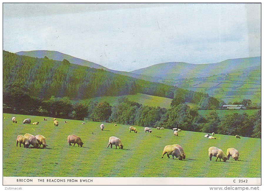 Brecon - The Beacons From Bwlch , Sheep 1972 - Breconshire