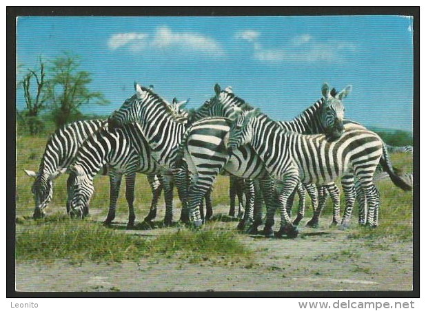 ZEBRA Africa Wild Life Kenya Nairobi 1980 - Zebra's