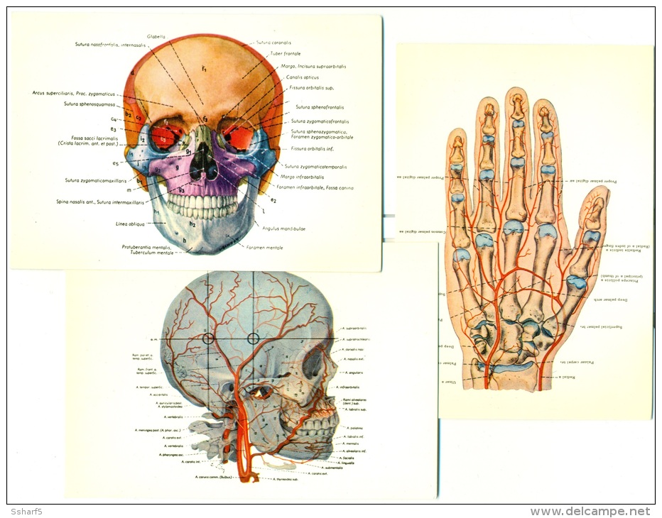 Human Body SKULL CRANE Hand Quantity Postcards 1980'ies 3 Postcards Unused - Salud