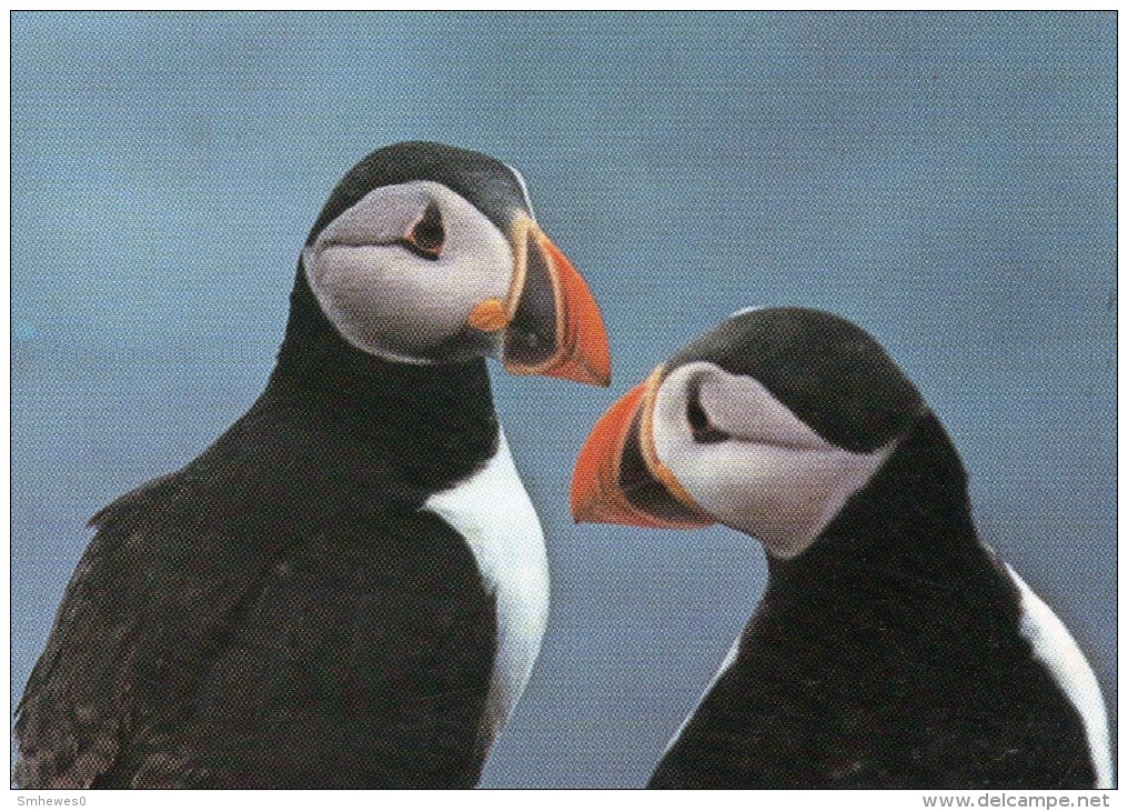 Postcard - Puffins On The Farne Islands. A - Vogels