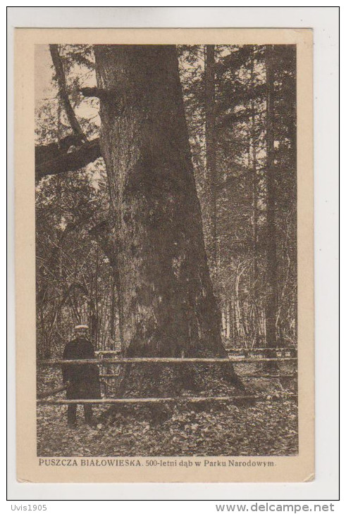 Bialowies.500 Years Old Tree.Belorussia. - Russie