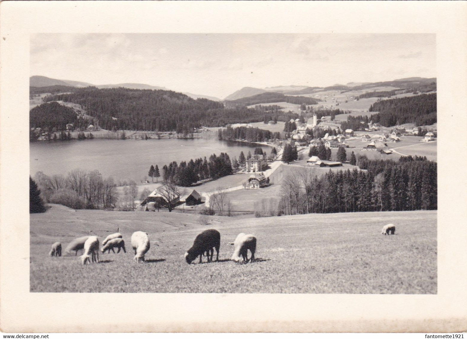 TROUPEAU DE MOUTONS AU PATURAGE (LPS4) - Rhône-Alpes