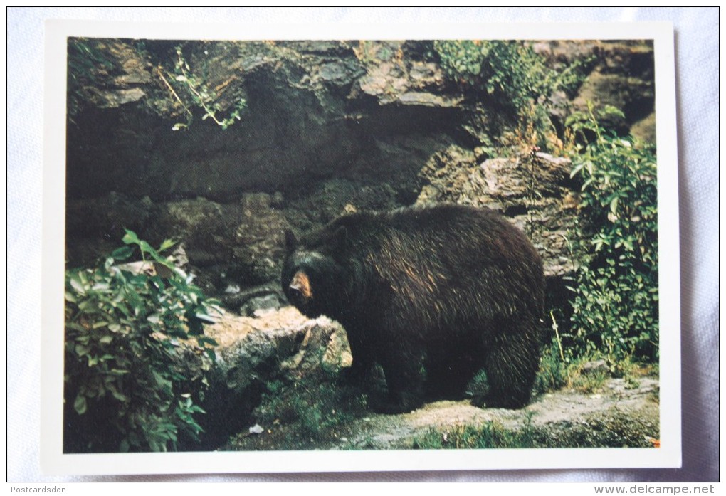 BEAR  Baribal -  Ursus Amirecanus - Old Postcard - Beren