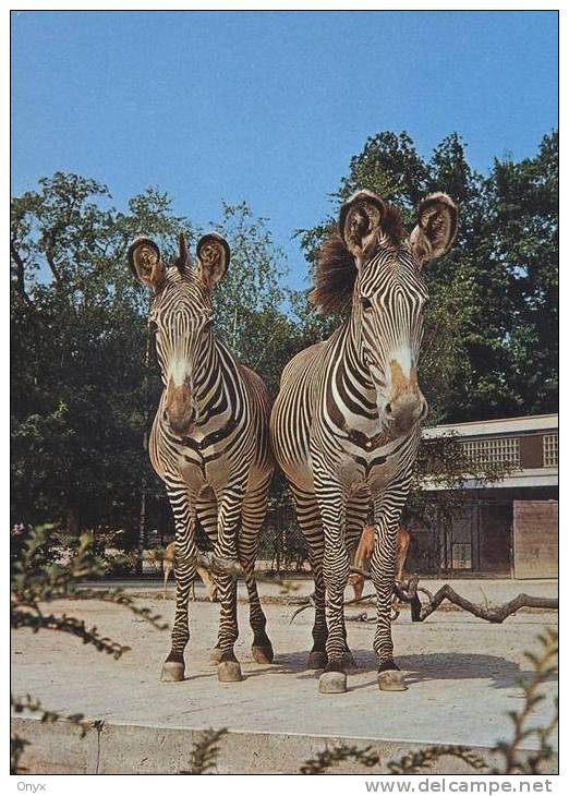 ZEBRES DE GREVY / GREVY ZEBRAS - ZOOLOGISCHER GARTEN / HANNOVER - Zèbres