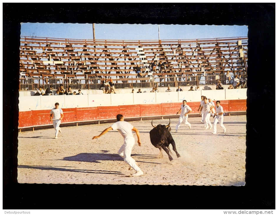 TAUREAUX : Lot X2 Course De Vachette Les Razetteurs + Une Abrivade En Camargue ( Taureau Bull Bullfight Bullfighting - Corrida